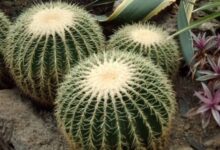 Photo of Удивительный мир кактусов и их особенности