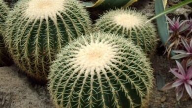 Photo of Удивительный мир кактусов и их особенности