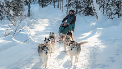 Photo of Катание на собачьих упряжках